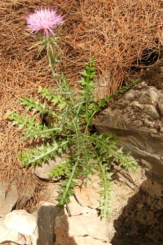 Da Creta: sei fiori senza identit